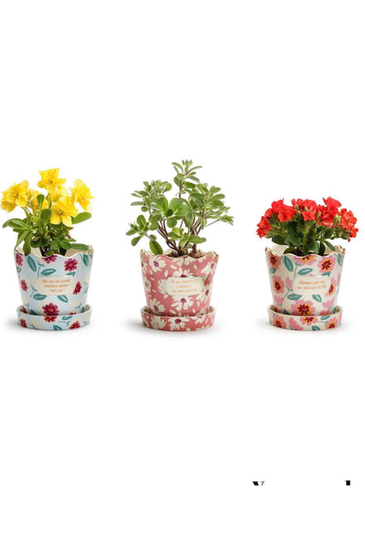 Assorted Friendship Planters by Two's Company with Flowers in them